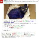 영어뉴스 : CNN News 2016-01-03-1 Caregivers for this purple kitten worry 이미지