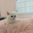 야옹 이미지
