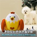 애니워크 | 혼자 두기 미안한 우리 강아지 분리불안 잡는 애니펫 노즈워크 후기