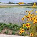 수호네 농장 이미지