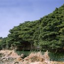 관매도 후박나무 이미지