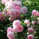 도로시(Dorothy) 이미지