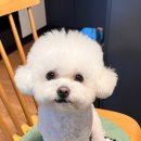 댕띠끄 이미지