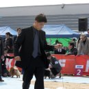 2012.3.18. KKF/FCI Dog Show -이천 공설운동장 사진 몇장.. 이미지