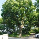 대곡동지석묘군 이미지