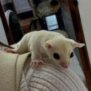 햄스터 분양 햄스터월드 이미지