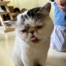 고양이 행복구역 이미지