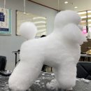 기타교실(입문) | 애견미용 위탁기관, 어떻게 고를까? 고3 위탁생이 알려주는 7까지 기준