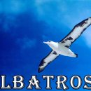 알바트로스 이미지