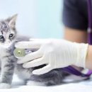 뿌리동물병원 이미지