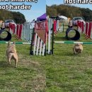 티제이 펫 이미지