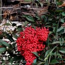겨울의 ‘붉은 포도’, 행운을 부르는 남천 [정충신의 꽃·나무 카페] 이미지