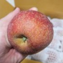 윤농장 | 문경 사과 택배 추천 감홍사과 윤씨마켓 후기