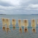 제주목화 이미지