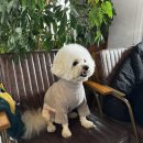 그루미송 이미지