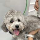 행복펫 애견미용실 이미지