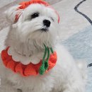 러블리독스 이미지