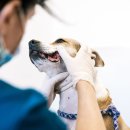 카카오 동물병원 이미지