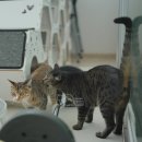 동행동물병원 | 성묘 아기 고양이 합사 4개월 후기 (싸움, 하악질)