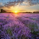 신장농장 이미지