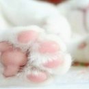 멍멍이발바닥 이미지