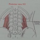 대요근과 요방형근 이미지