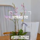 빌롱투유 | 추천, 이쁜 선물용 화분으로 딱!! #빌롱투유플라워샵/솔직후기 / 선물용화분추천/ 서양난화분/ 개업화분...