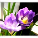 프리지아 B 이미지