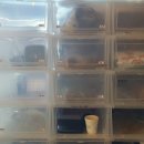 멍멍유치원 이미지