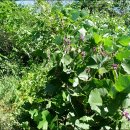 북벽 농장 이미지