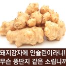 바로돼지 이미지