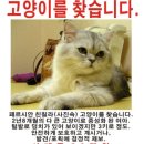 페르시안 이미지