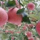 동일농원 이미지