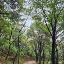 한창운수(주)부분정비 | 산행 초반에는 백양산둘레길(부산시)의 마사토로 잘 다져진 흙길이 좋았고, 염주괴불주머니 등 야생화가...