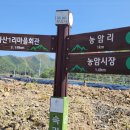 연엽산 이미지