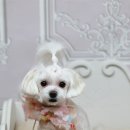 사림동253 이미지