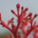 금산인삼전통시장 | 금산인삼전통시장 방문 후기 및 가격대, 알아봐야 할 꿀팁