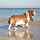 하운드펫 이미지