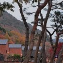 피콕빌리지 이미지