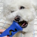 개를 위한 하루 | 강아지 스트레스 해소와 오래 먹는 개껌을 위한 덴탈츄 부스터 사용 후기