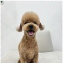 행복펫 애견미용실 이미지