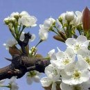 행복나무 이미지