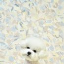 트리밍스튜디오제제 이미지