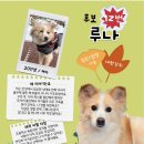 드디어 내일!!! 여의도에서 레드카펫 걷는 유기견들 구경하러 와주세요!!! 이미지
