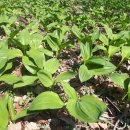 미리내농장 이미지