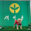 홍천 소노펫 비발디파크 &#34;펫패밀리룸&#34; 1박 후기_ 부대시설 및 이벤트