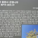 [1,384] 양평 용문산(龍門山) 가섭봉(1,157)_100대 명산 83