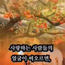 샬롬 Daum카페