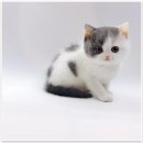 고양이분양 제나캣 화명점 | 부산 고양이 분양, 제나캣 화명점에서 찾은 특별한 친구들! 😻
