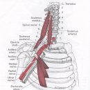 * 근막통 증후군 (사각근, 소흉근) 이미지